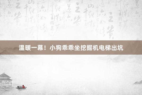 温暖一幕！小狗乖乖坐挖掘机电梯出坑
